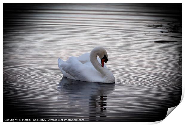 Swan with ripples around  Print by Martin Pople