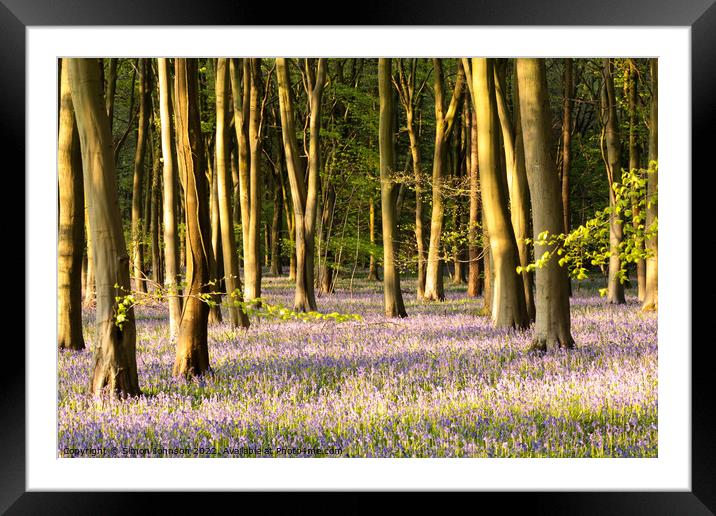 bluebell Wood Framed Mounted Print by Simon Johnson