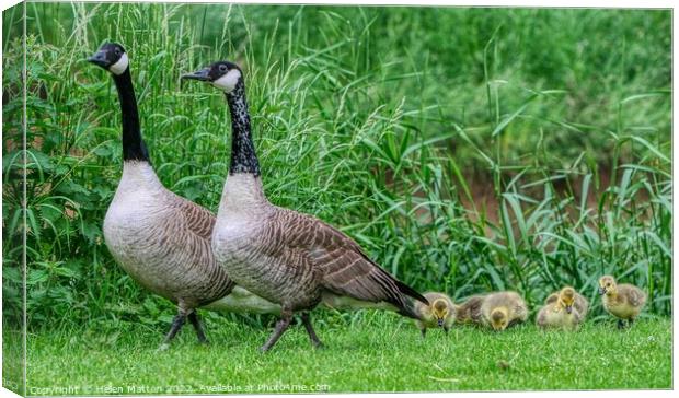 Canadian Goose Family Parade 1 Canvas Print by Helkoryo Photography