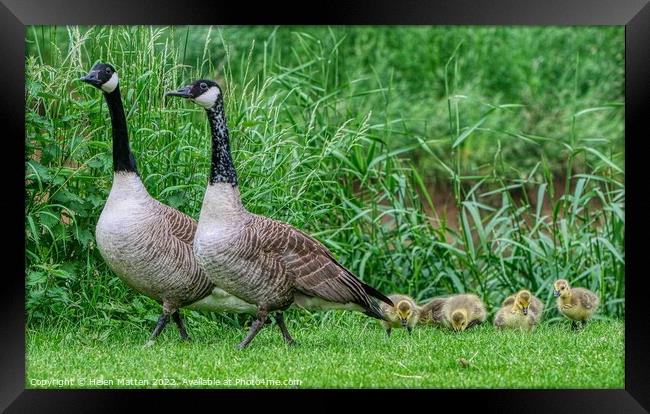 Canadian Goose Family Parade 1 Framed Print by Helkoryo Photography