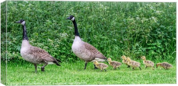 Canadian Goose Family Parade 2 Canvas Print by Helkoryo Photography