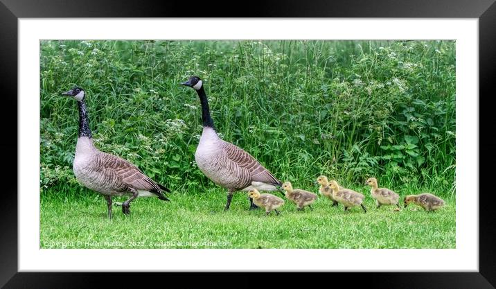 Canadian Goose Family Parade 2 Framed Mounted Print by Helkoryo Photography