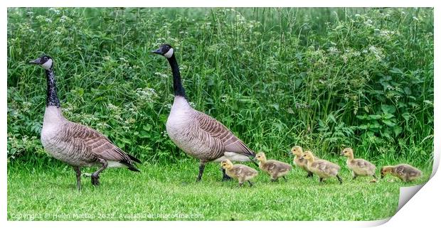 Canadian Goose Family Parade 2 Print by Helkoryo Photography