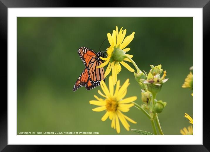 Butterfly on yellow flower Framed Mounted Print by Philip Lehman