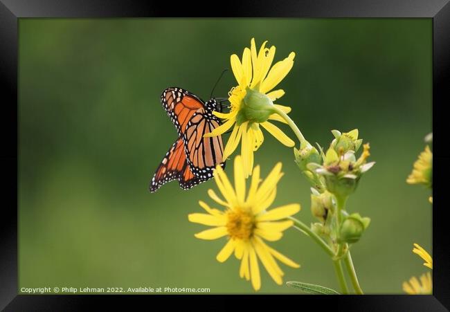 Butterfly on yellow flower Framed Print by Philip Lehman