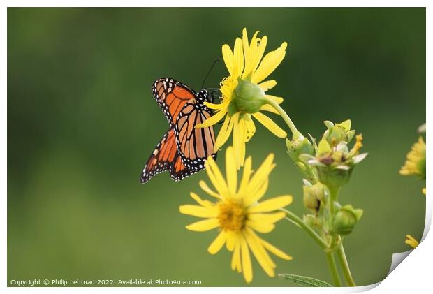 Butterfly on yellow flower Print by Philip Lehman