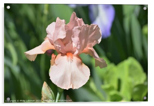 Iris in full bloom Acrylic by Philip Lehman