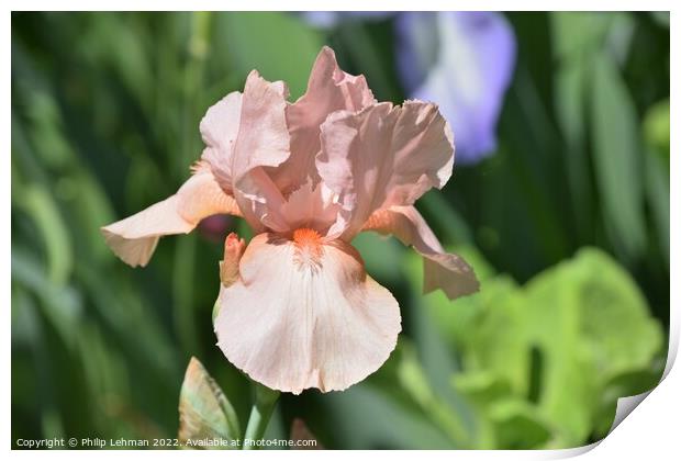 Iris in full bloom Print by Philip Lehman