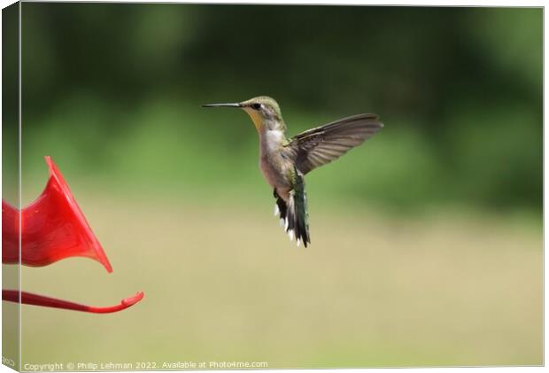 Hummingbird at feeder 5 Canvas Print by Philip Lehman