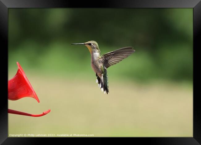 Hummingbird at feeder 5 Framed Print by Philip Lehman