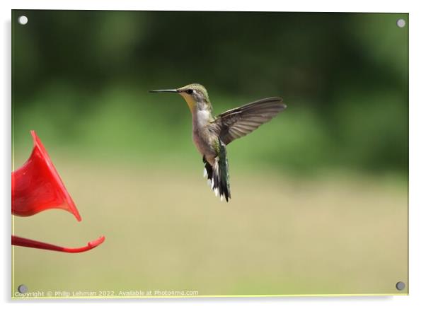 Hummingbird at feeder 5 Acrylic by Philip Lehman