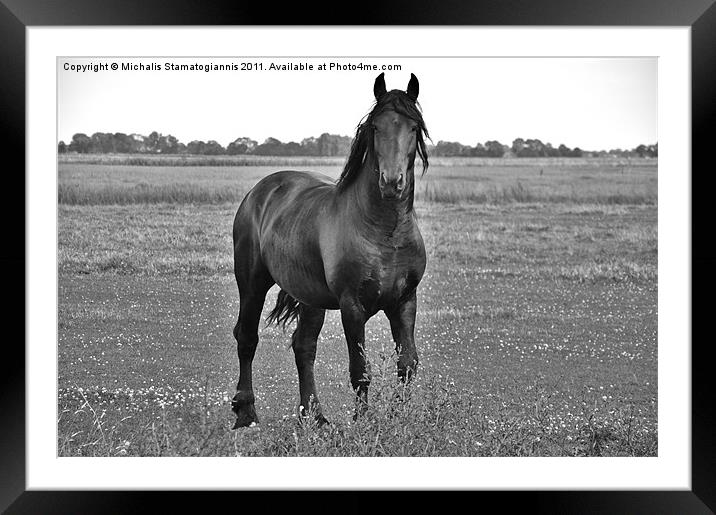 Horse Framed Mounted Print by Michalis S