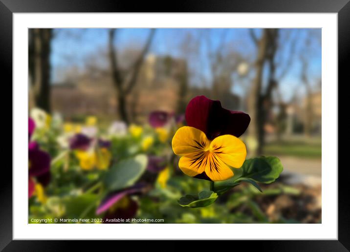 Burgundy yellow pansy Framed Mounted Print by Marinela Feier