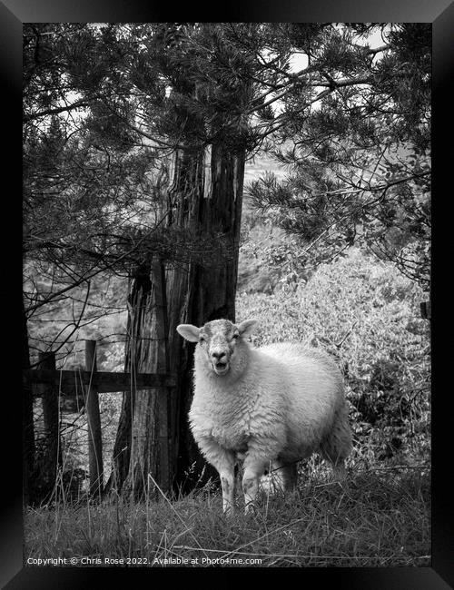 Lake District sheep posing for the camera Framed Print by Chris Rose