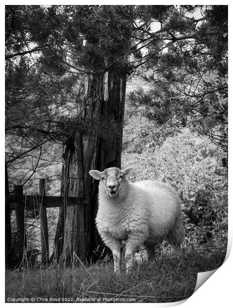 Lake District sheep posing for the camera Print by Chris Rose