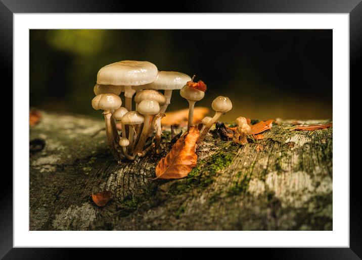 October woodland mushrooms  Framed Mounted Print by Anthony McGeever