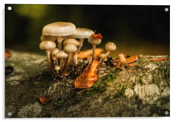 October woodland mushrooms  Acrylic by Anthony McGeever