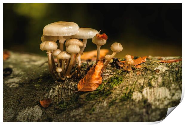October woodland mushrooms  Print by Anthony McGeever
