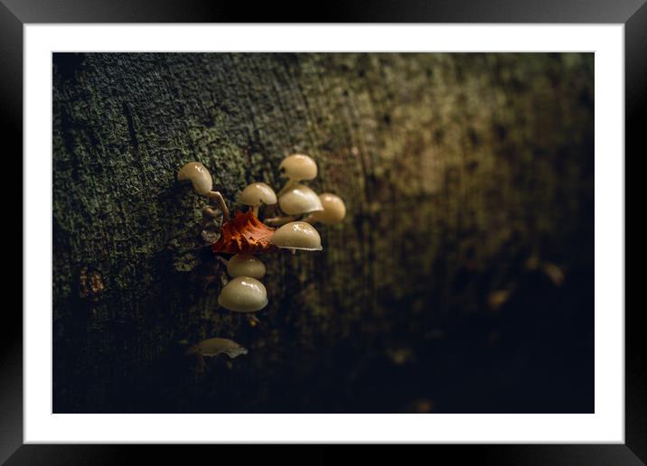 October Woodland Mushrooms  Framed Mounted Print by Anthony McGeever