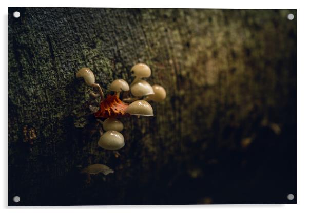 October Woodland Mushrooms  Acrylic by Anthony McGeever
