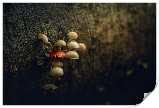 October Woodland Mushrooms  Print by Anthony McGeever