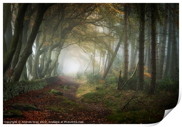 Autumn Woodland Print by Andy Gray