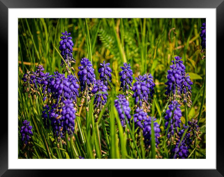 Grape Hyacinth Framed Mounted Print by Gerry Walden LRPS