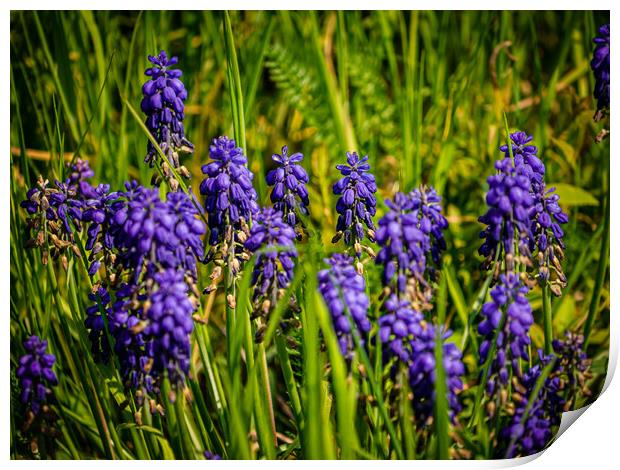 Grape Hyacinth Print by Gerry Walden LRPS