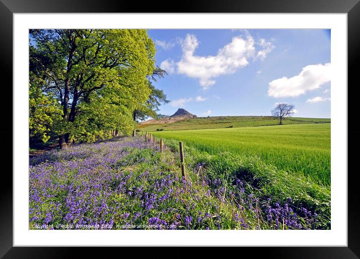 Roseberry topping view through the bluebells Framed Mounted Print by Robin Whitehead