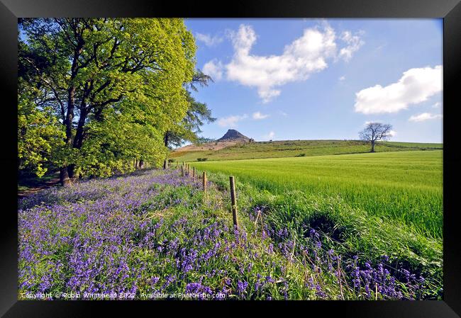 Roseberry topping view through the bluebells Framed Print by Robin Whitehead