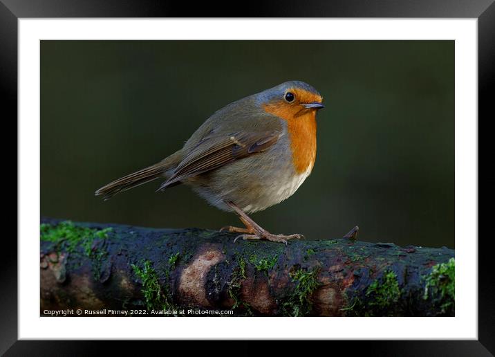 Robin red brest Framed Mounted Print by Russell Finney
