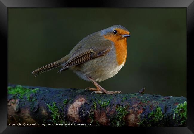 Robin red brest Framed Print by Russell Finney