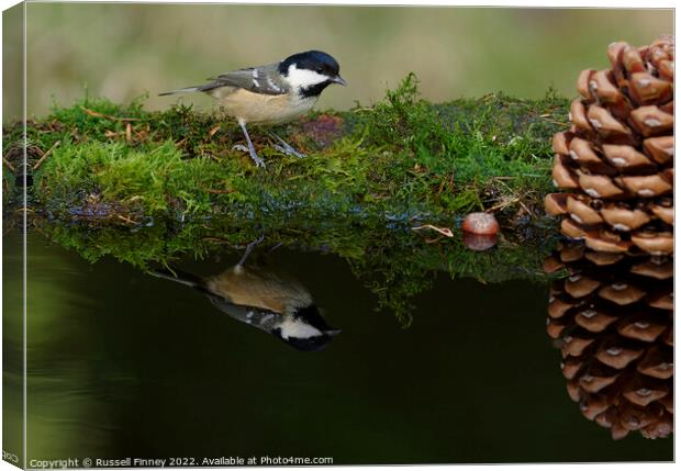 Coal Tit reflection Canvas Print by Russell Finney