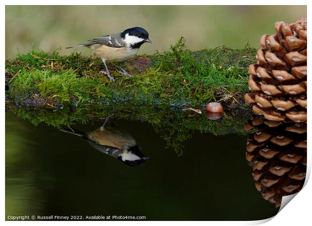 Coal Tit reflection Print by Russell Finney