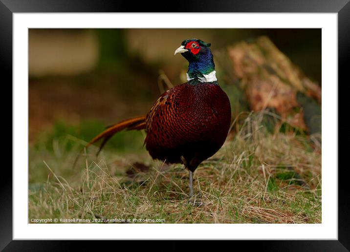 Pheasant in woodland Framed Mounted Print by Russell Finney