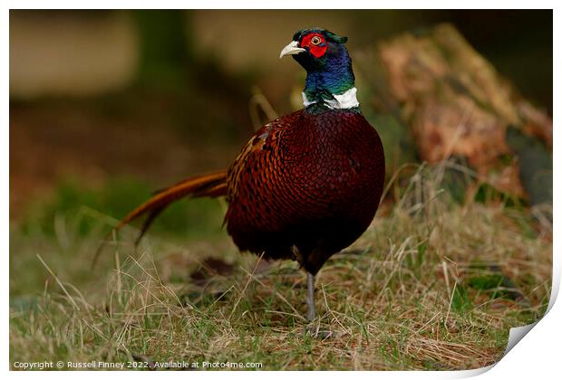 Pheasant in woodland Print by Russell Finney