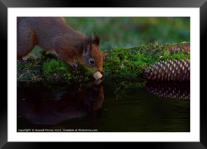Red Squirrel reflection  Framed Mounted Print by Russell Finney