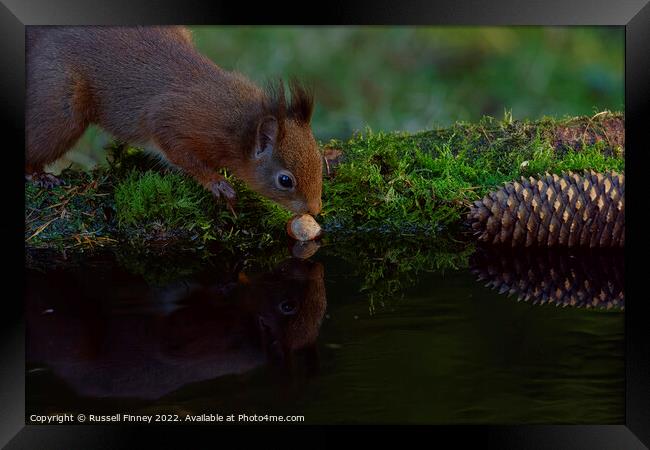 Red Squirrel reflection  Framed Print by Russell Finney