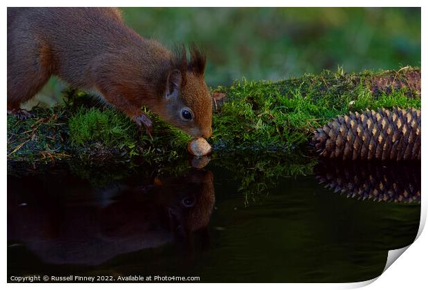 Red Squirrel reflection  Print by Russell Finney