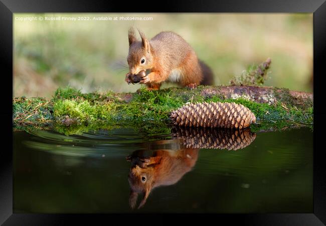 Red Squirrel reflection Framed Print by Russell Finney