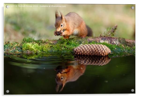 Red Squirrel reflection Acrylic by Russell Finney