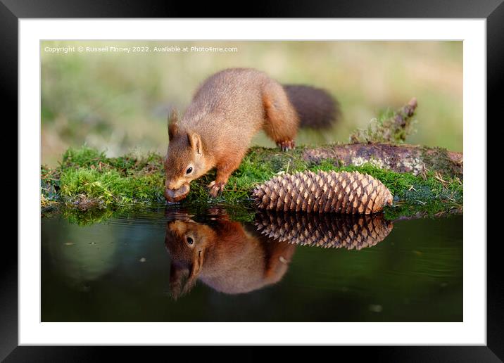 Red Squirrel reflection Framed Mounted Print by Russell Finney