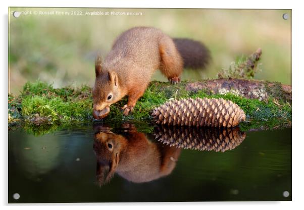 Red Squirrel reflection Acrylic by Russell Finney