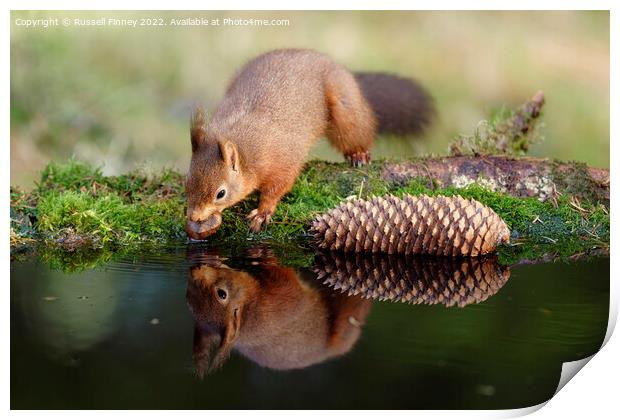 Red Squirrel reflection Print by Russell Finney