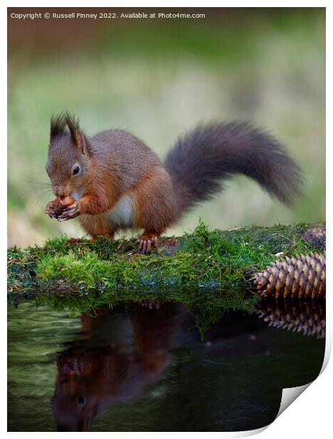 Red Squirrel reflection Print by Russell Finney