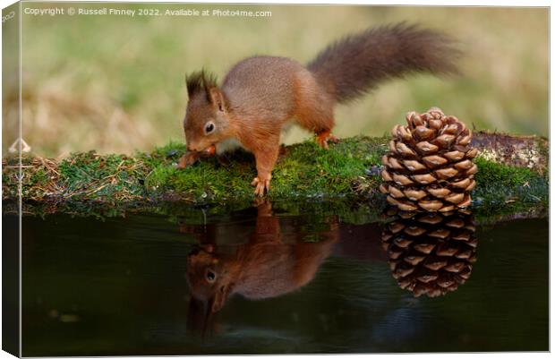 Red Squirrel reflection Canvas Print by Russell Finney