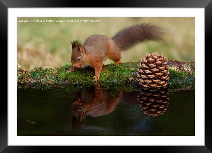 Red Squirrel reflection Framed Mounted Print by Russell Finney