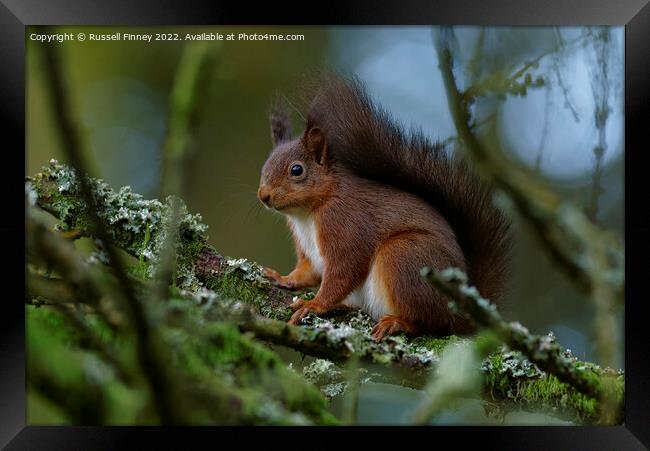 A squirrel on a branch Framed Print by Russell Finney