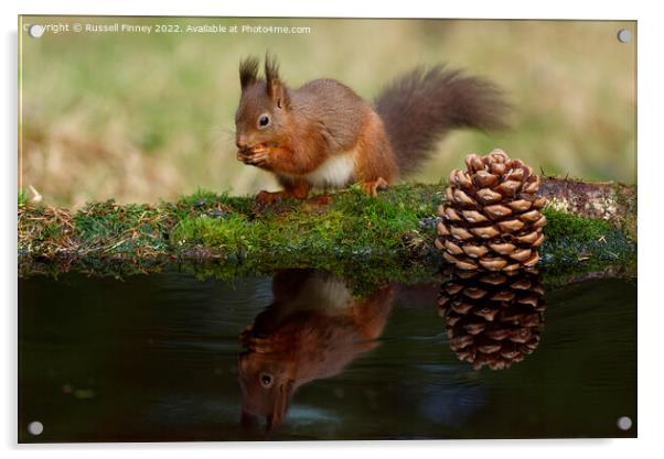 Red Squirrel reflection Acrylic by Russell Finney