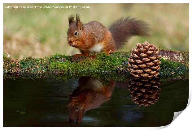 Red Squirrel reflection Print by Russell Finney